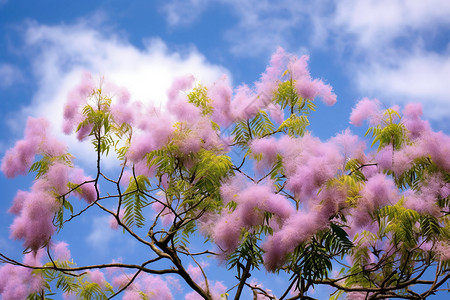 树上的合欢花背景图片