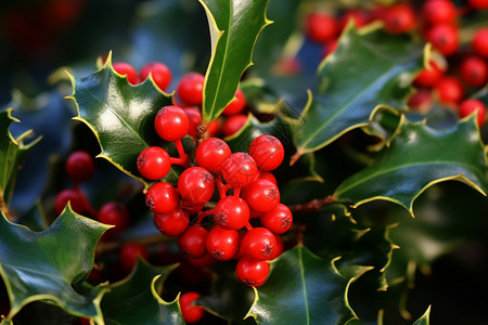 圣诞叶子素材长满红色浆果的冬青灌木背景