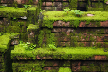 苔藓壁纸古老的墙壁上覆盖着苔藓背景