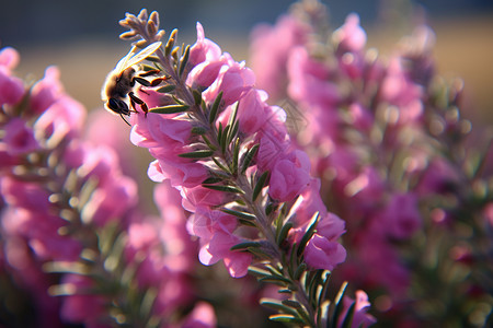 盛开花朵上的蜜蜂图片