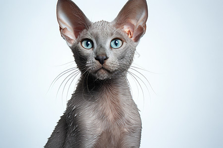 蓝眼睛的猫咪图片