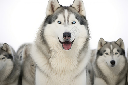 一群白色雪橇犬背景图片