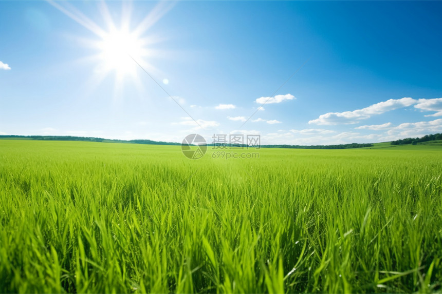阳光下生机勃勃的稻田图片