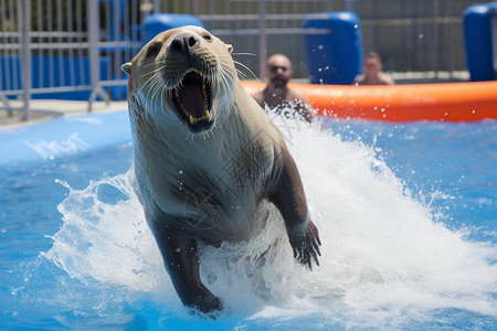 水池中跳跃的海豹背景图片