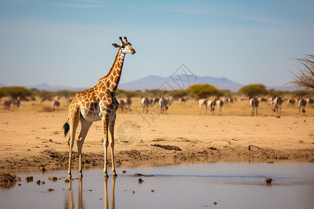 非洲沼泽中的长颈鹿图片