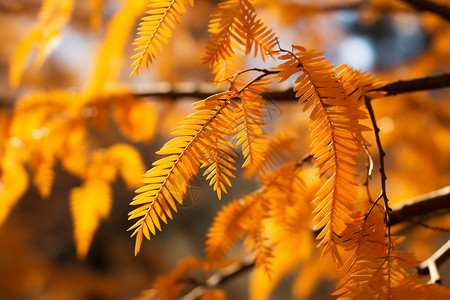 树枝上金黄色的树叶高清图片