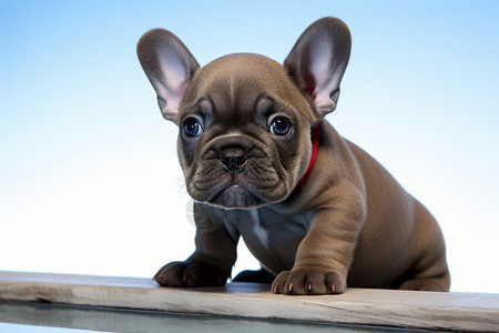 家养的宠物幼犬背景图片