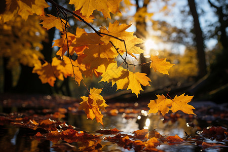 阳光明媚的秋季森林景观高清图片