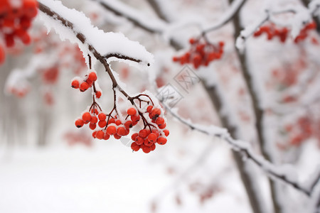 树枝上积雪的浆果图片