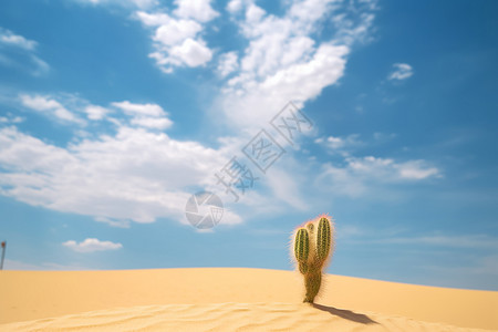 沙漠中的仙人掌背景图片