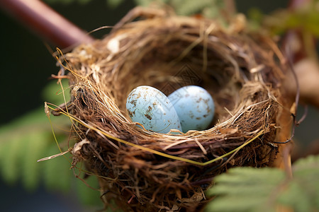 鸟巢中的野生鸟蛋背景图片