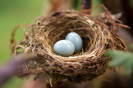 鸟窝中新生的鸟蛋背景图片