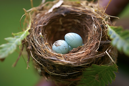 树枝上鸟巢中的鸟蛋背景图片