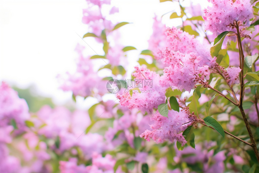 春天花园中盛开的美丽花朵图片