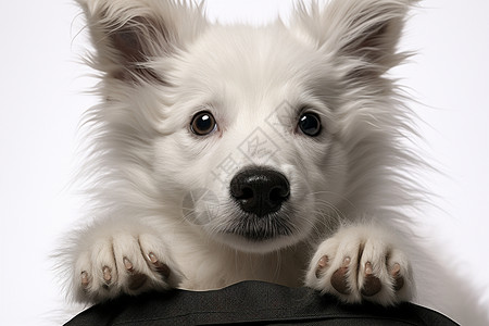 可爱的白色狗狗图片