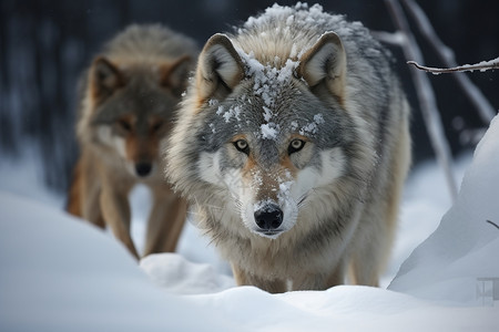野生的狼群背景图片