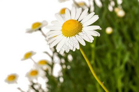 素雅的白色花朵图片