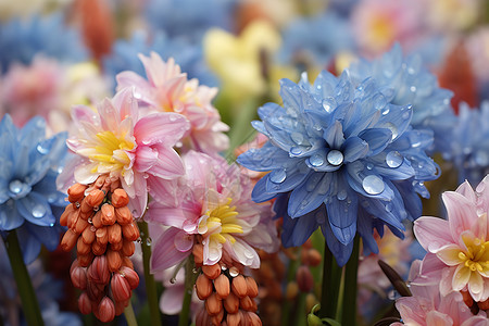 五彩斑斓的花朵高清图片