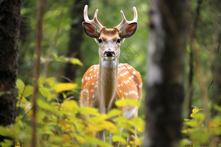 森林中优雅的白尾鹿背景