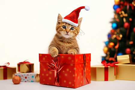 猫咪和礼物盒图片