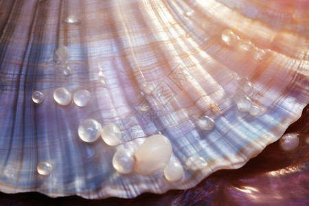 豪华的珍珠贝背景图片