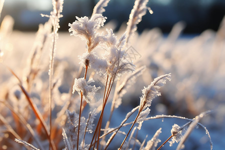户外霜冻的植物图片