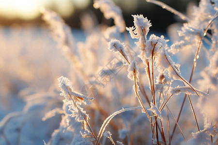 户外植物上的冰霜高清图片