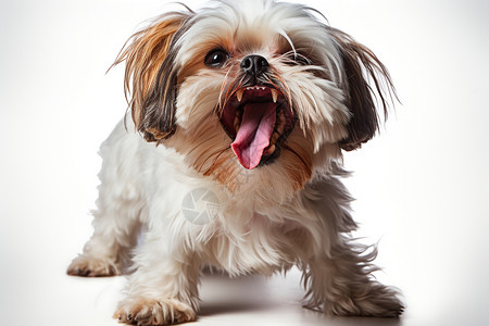 舌頭可爱的小狗崽伸出舌头背景