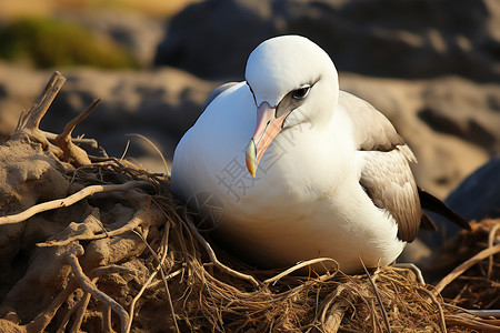 海鸥闭眼呆坐在巢穴中背景