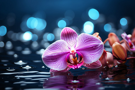粉色水波水中漂浮的紫色花瓣背景