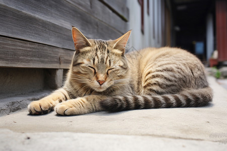 小猫闭上眼睛休息高清图片