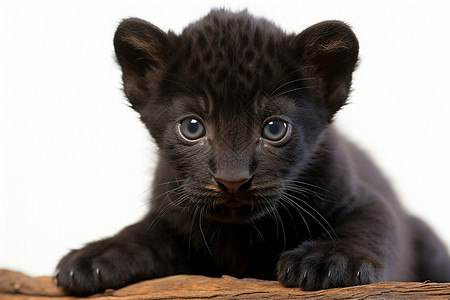 可爱的黑豹宝宝图片