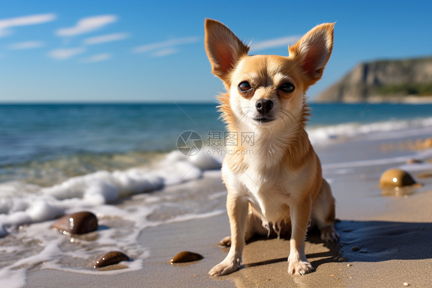 小狗在海滩上看风景图片