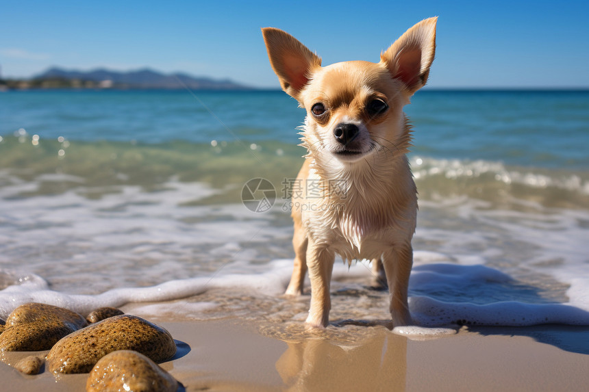 海滩上一只可爱的小狗图片