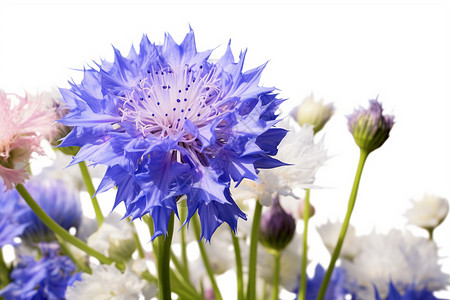 蓝白野花束图片