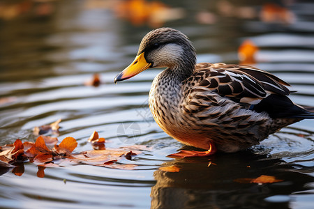 秋水倒映的野鸭背景图片