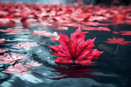 水上叶子水上的红枫叶背景