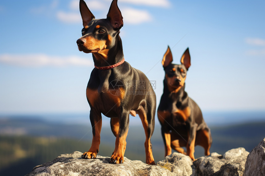 坐在岩石上的两只小狗图片