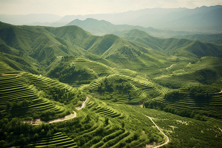 碧绿的山谷图片