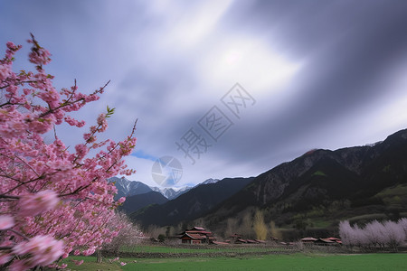 千树万树梨花开山林间有开着粉色花朵的树背景