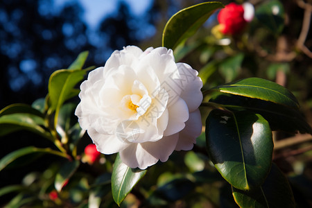 春日盛开的白茶花背景图片