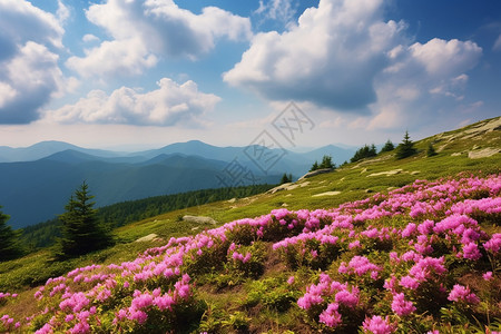 杂草地山坡上的花海背景