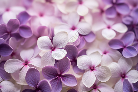 春天紫丁香清新的春天鲜花背景