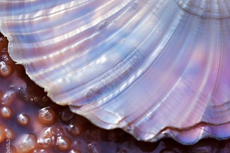 珍贵的宝石贝壳藜贝母高清图片
