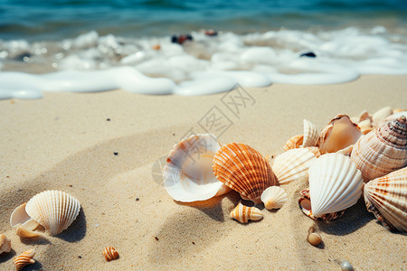 美丽的沙滩贝壳图片