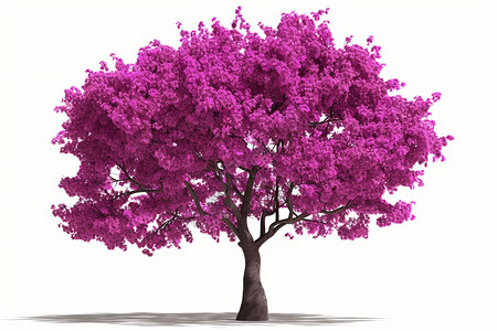 盛夏的紫色花海背景图片