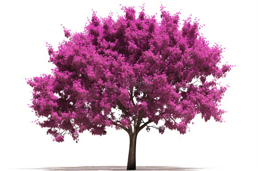 粉红色的紫罗兰树图片
