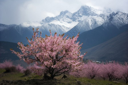 粉色花海的自然景观图片