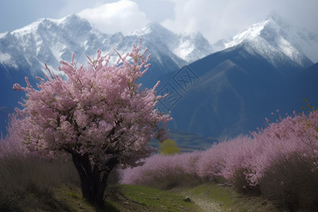 波密桃花沟粉色花朵的树木插画