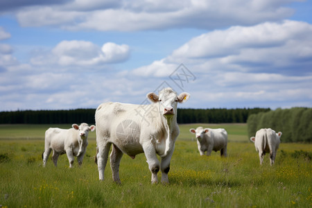 草原上嬉戏的牛群高清图片